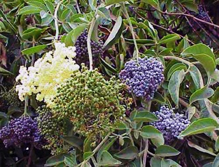 Elderberry