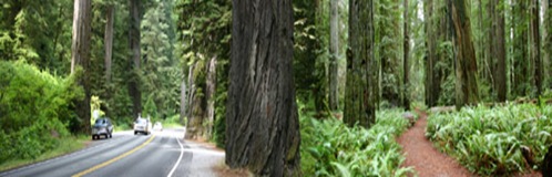 redwood-highway-oregon-california