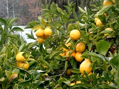 Lemon_tree_Berkeley_closeup