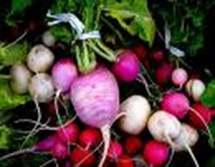 radishes