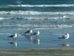 Seagulls on the beach