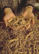 ginseng_root