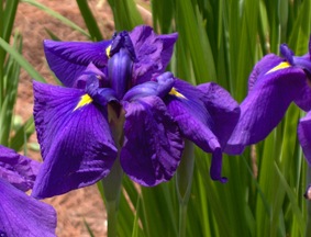 Massachusetts Iris