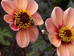 Mass flower with bumble