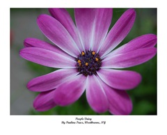 Purple Daisy