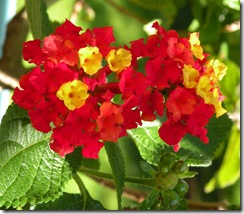 Lantana 2