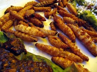 Maguey worms