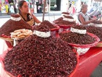 Piles of fried grasshoppers