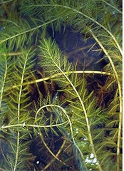 20090717_eurasian_water_milfoil_zebra_mussels_33