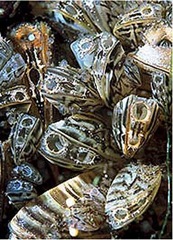 20090717_eurasian_water_milfoil_zebra_mussels_33