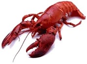 Lobster #1