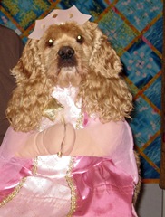 Buffy in halloween princess costume 31 Oct. 2008 amongst Heidi's quilts