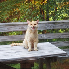 Fuzzbee meowing loudly July 2014_reduced image