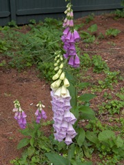 massachusettsdigtalis2_thumb