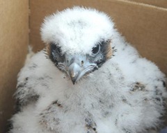 or-river_talk-peregrine_falcon-26