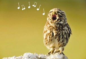 singing owl