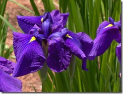 massachusettsiris_thumb