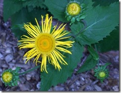 massyellowflower2_thumb