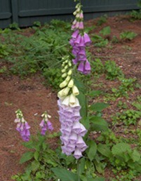 massachusettsdigtalis2_thumb