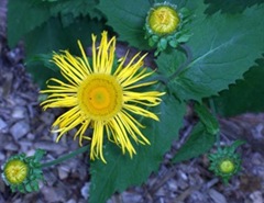 massyellowflower2_thumb